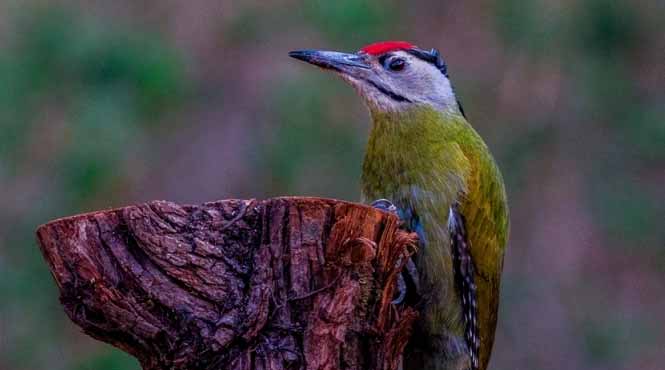 Benog Wildlife Sanctuary