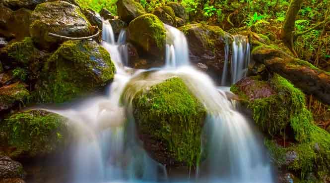 mossy falls